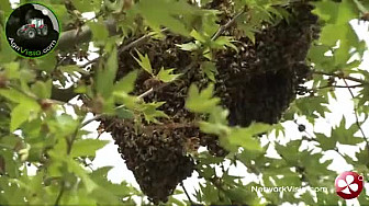 Abeilles : essaimage à Montauban avec une intervention rapide et professionnelle de Valérie